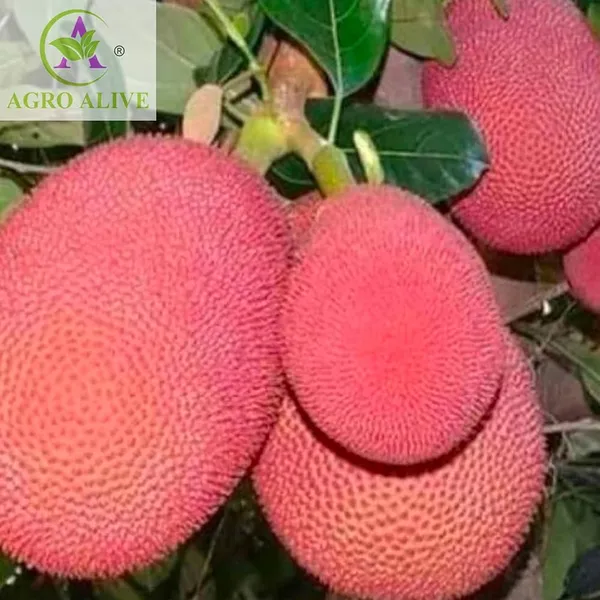 Pink_Jackfruit_Grafting_Plant__(Pack_Of_1)