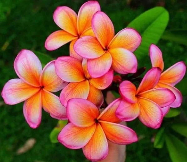 Plumeria_Orange_Flower_Plant_(1.5-3_Feet_Height_Pack_Of_1)