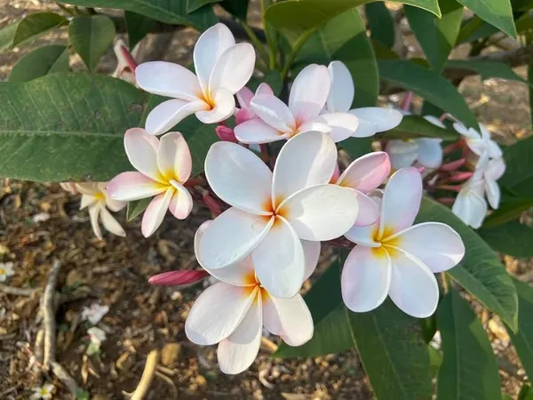 Plumeria_Pink_White_Flower_Plant