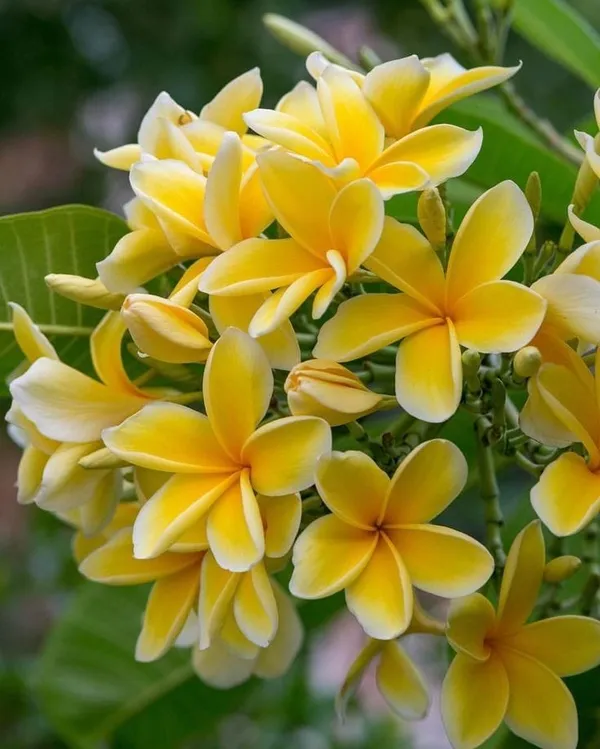 Plumeria_Yellow_Flower_Plant_(1.5-3_Feet_Height_Pack_Of_1)