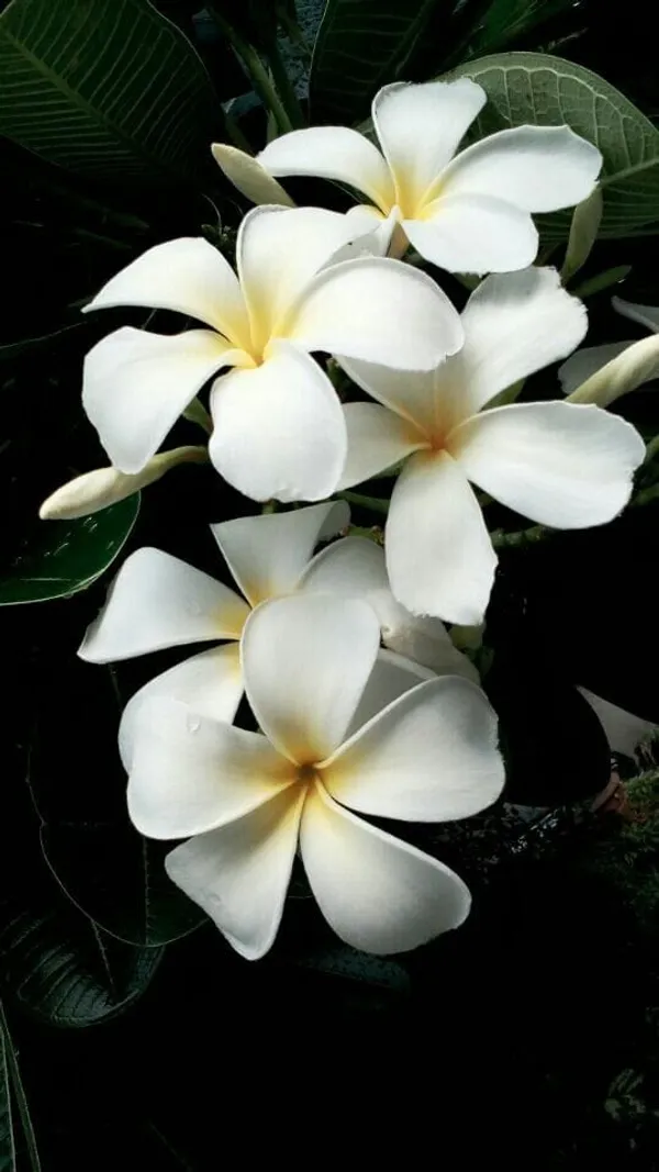 Plumeria__White_Flower_Plant