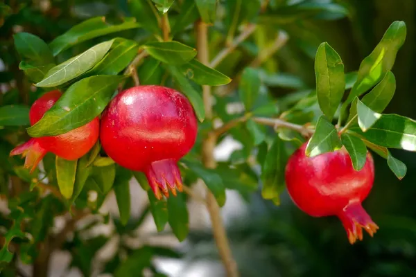 Purple_Heart_Pomegranate_Plant