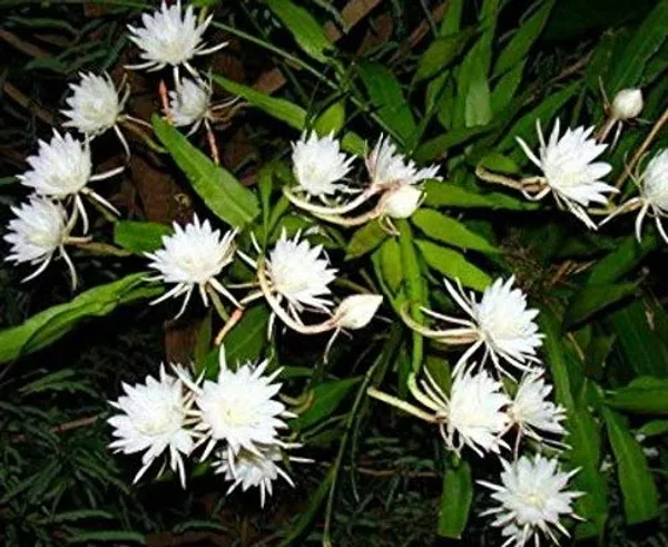 Queen_Of_The_Night_(White)_(1.5-2_Feet_Height_Pack_Of_1)