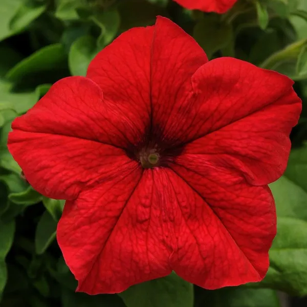RED_PETANIA_FLOWER