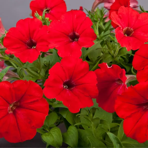 RED_PETANIA_FLOWER