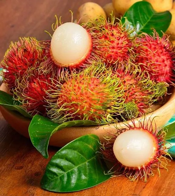 Rambutan_Fruit_Plant__(Pack_Of_1)