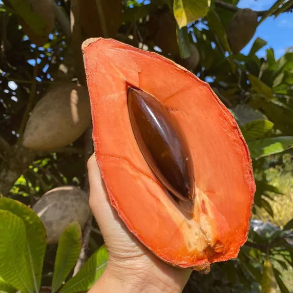 Rare_Mamey_Sapote_Fruit_Plant