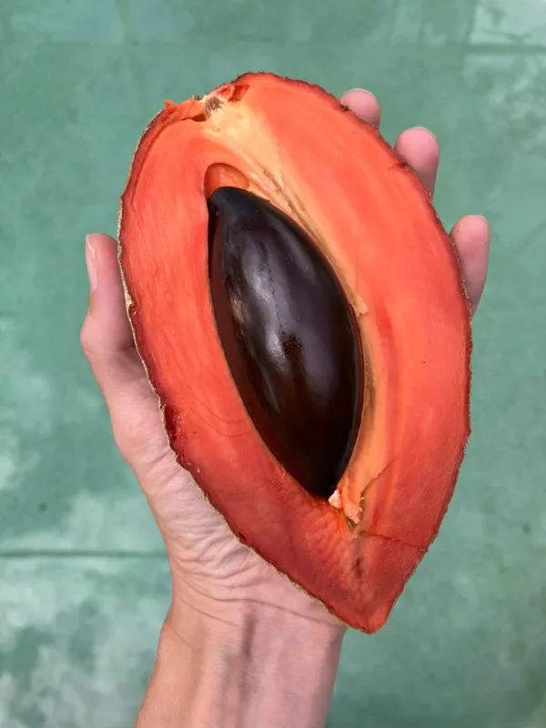 Rare_Mamey_Sapote_Fruit_Plant
