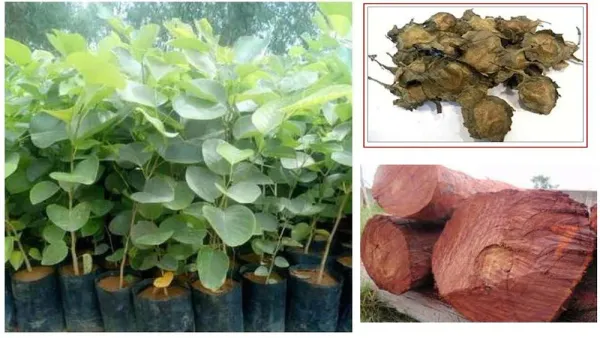 Rare_Red_Sandalwood_plant_|_Lal_Chandan_Plant_(1.5-2_Feet_Height_Pack_Of_1)