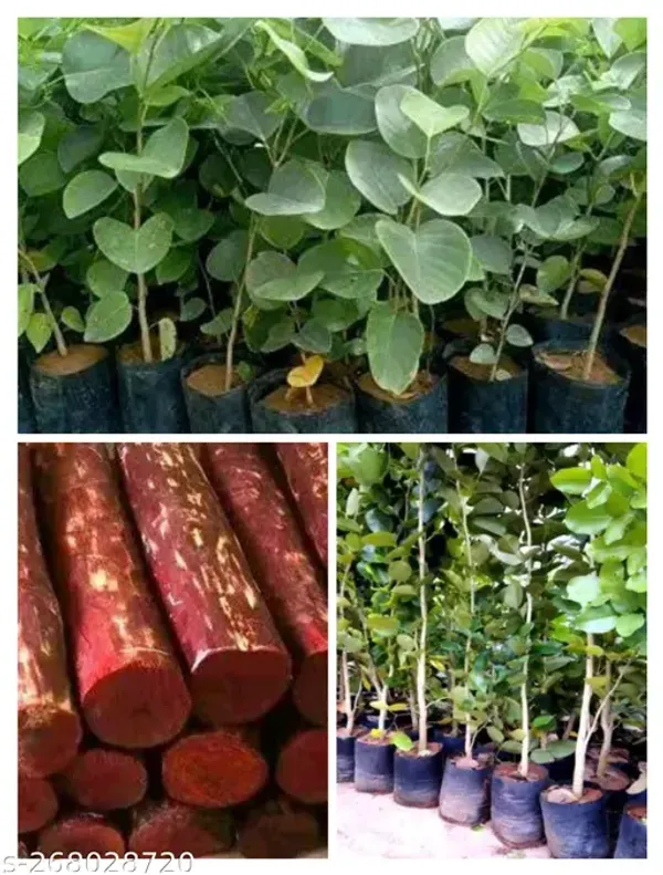 Rare_Red_Sandalwood_plant_|_Lal_Chandan_Plant_(1.5-2_Feet_Height_Pack_Of_1)