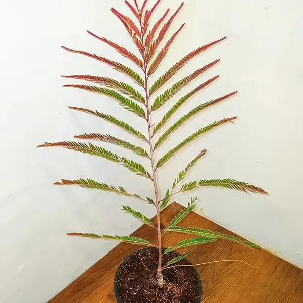 Red_Amla_Plant_(1.5-3_Feet_Height_Pack_Of_1)