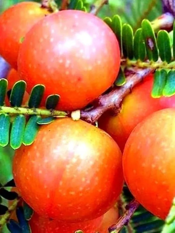 Red_Amla_Plant_(1.5-3_Feet_Height_Pack_Of_1)
