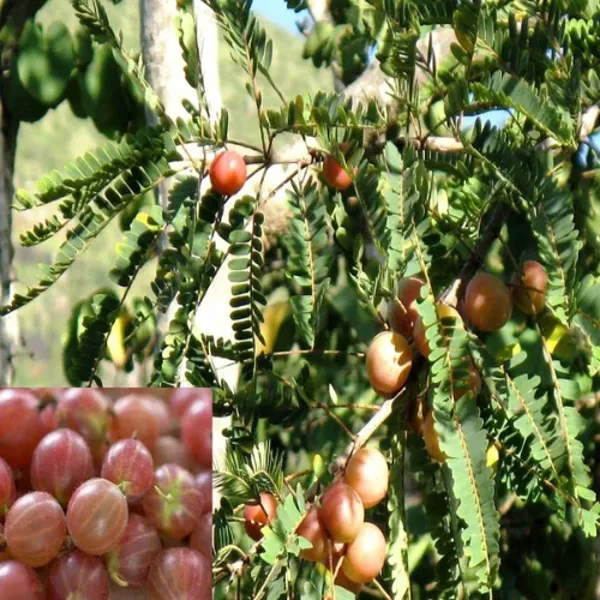 Red_Amla_Plant_Hybrid_Grafting_(1.5-3_Feet_Height_Pack_Of_1)