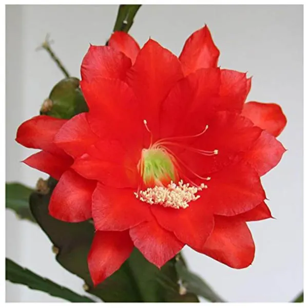 Red_Brahma_Kamal_|_Queen_Of_The_Night_|_Flowering_Plant_(1.5-3_Feet_Height_Pack_Of_1)