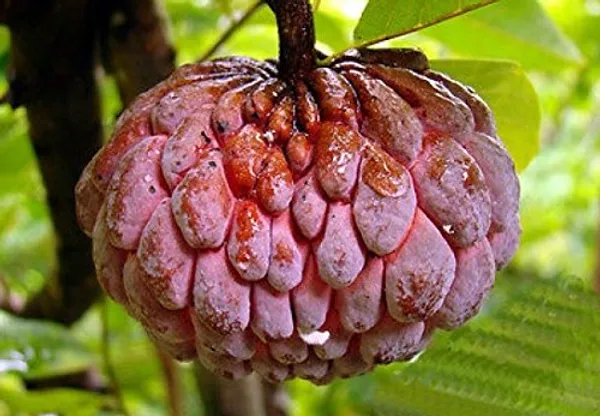 Red_Custard_Apple_Grafting_Plant__(Pack_Of_1)
