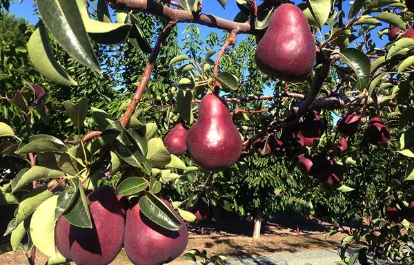 Red_Pear(_Naspati)_Fruit_Plant__(Pack_Of_1)