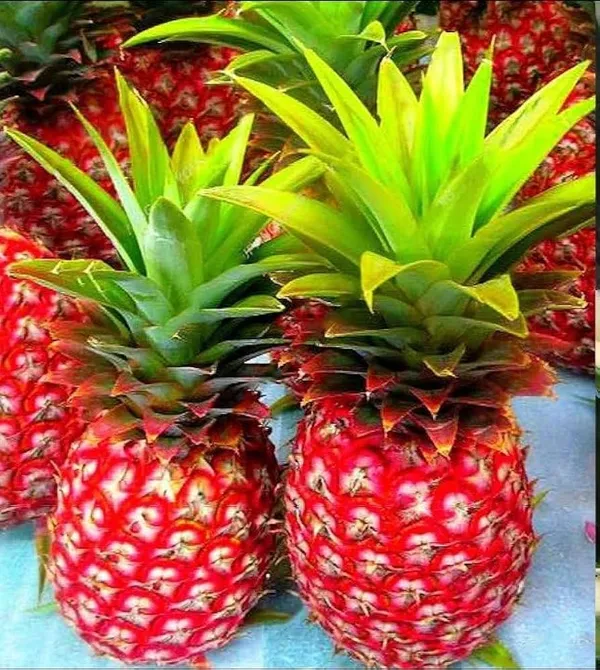 DREAM PLANT Red Pineapple Fruit Plant (1.5-2 Feet Height Pack Of 1) Price  in India - Buy DREAM PLANT Red Pineapple Fruit Plant (1.5-2 Feet Height  Pack Of 1) online at https://dreamplant.co.in
