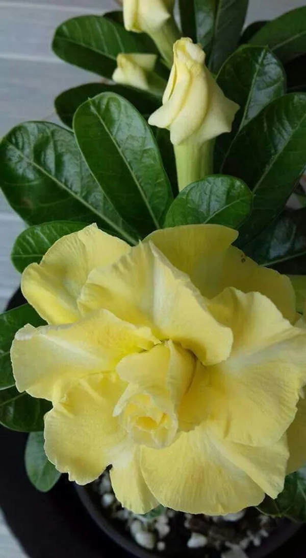 Rosey_Verity_Grafting_Adenium_Plant_61