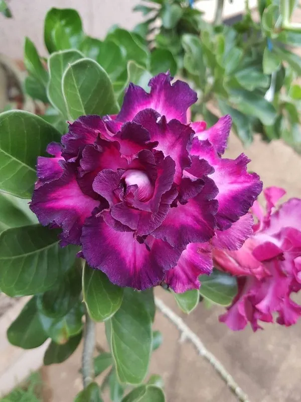 Rosey_Verity_Grafting_Adenium_Plant_65