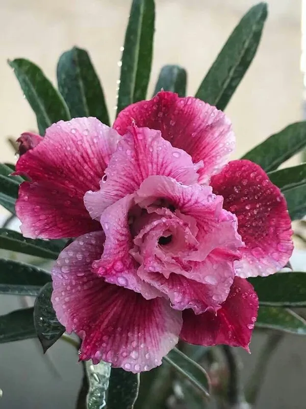 Rosey_Verity_Grafting_Adenium_Plant_66