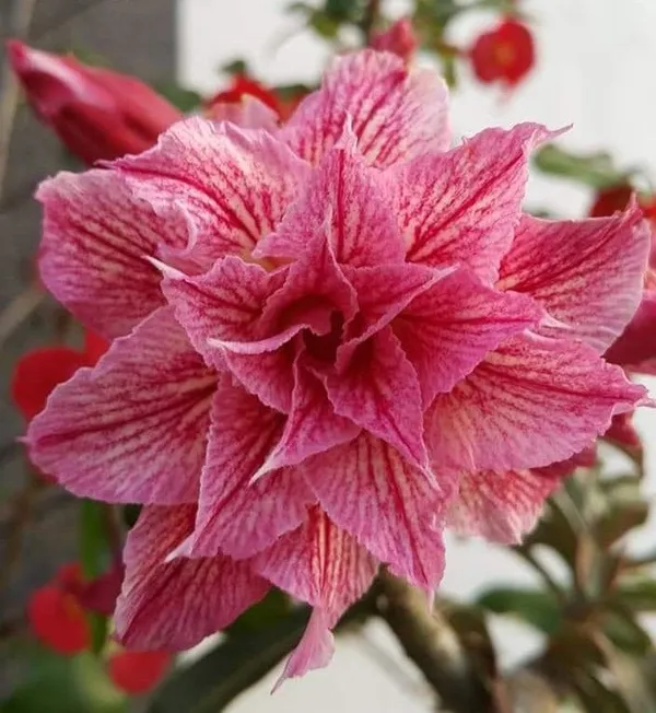Rosey_Verity_Grafting_Adenium_Plant_68