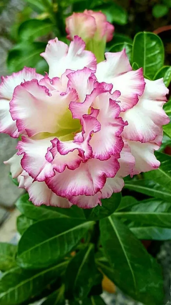 Rosey_Verity_Grafting_Adenium_Plant_71