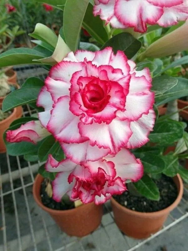 Rosey_Verity_Grafting_Adenium_Plant_74