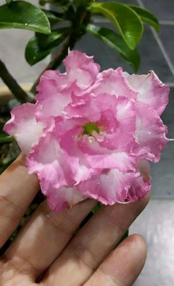 Rosey_Verity_Grafting_Adenium_Plant_75