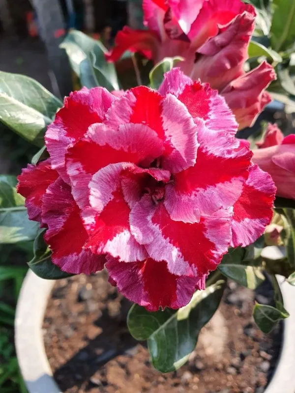 Rosey_Verity_Grafting_Adenium_Plant_76