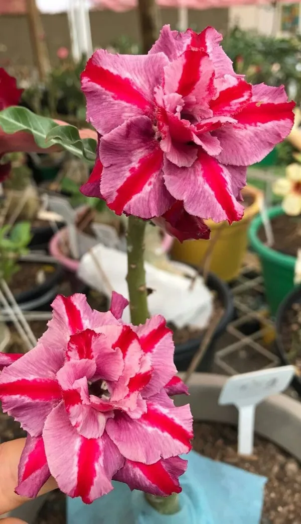 Rosey_Verity_Grafting_Adenium_Plant_85