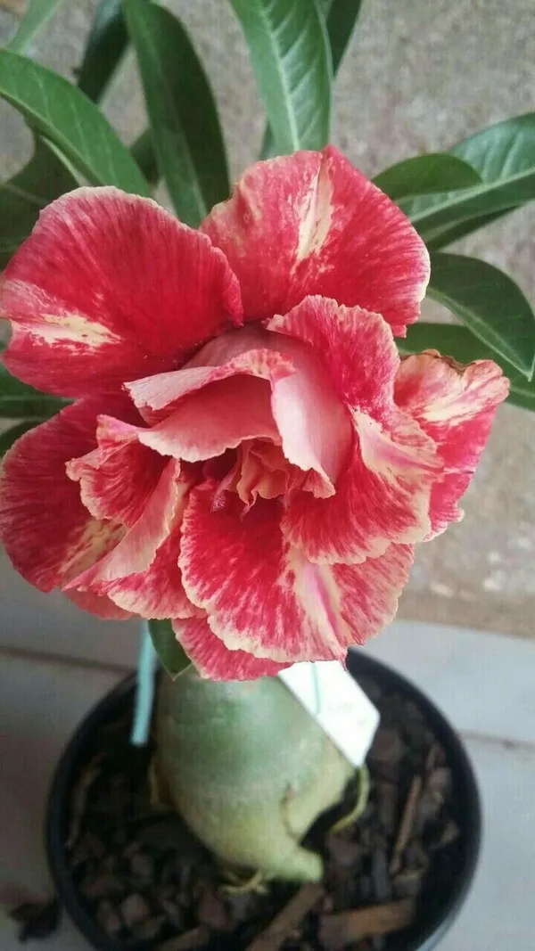Rosey_Verity_Grafting_Adenium_Plant_87