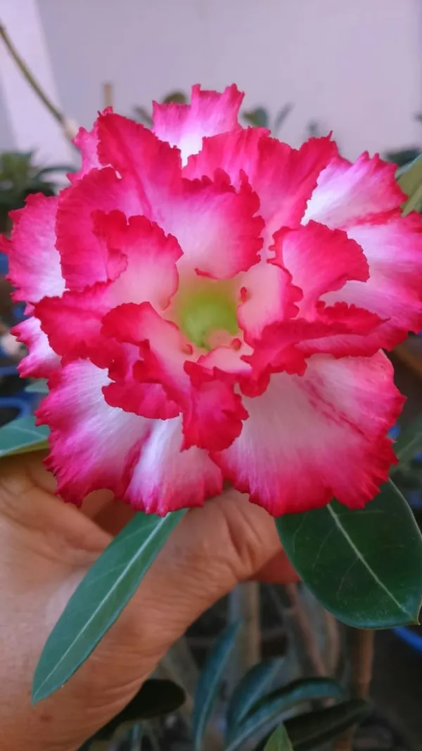 Rosey_Verity_Grafting_Adenium_Plant_89
