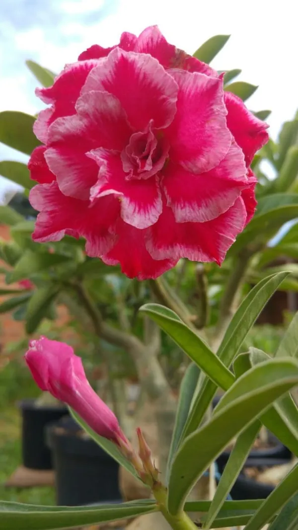 Rosey_Verity_Grafting_Adenium_Plant_90