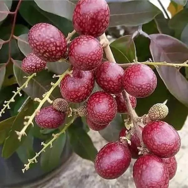 Ruby_Langon_Fruit_Plant