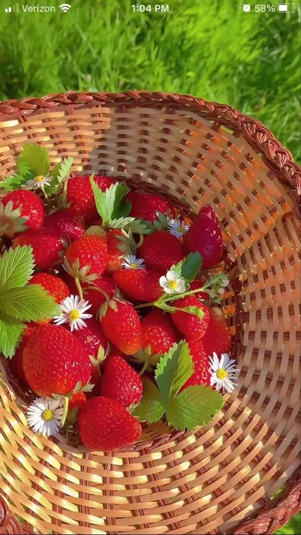 Strawberry_Fruit_Plant_(1.5-2_Feet_Height_Pack_Of_1)