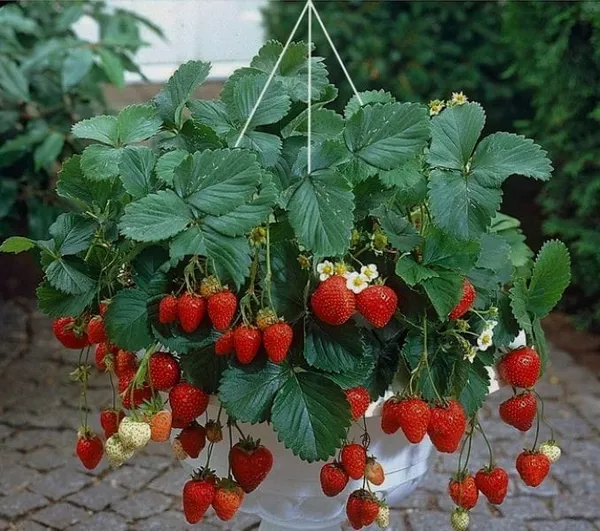 Strawberry_Fruit_Plant_(1.5-2_Feet_Height_Pack_Of_1)