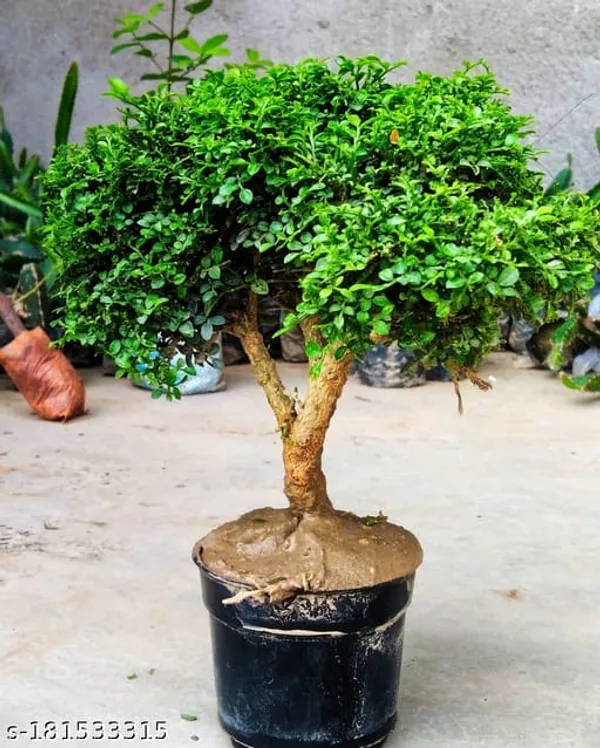 TABLE_KAMINI_PLANT