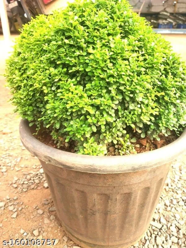 TABLE_KAMINI_PLANT