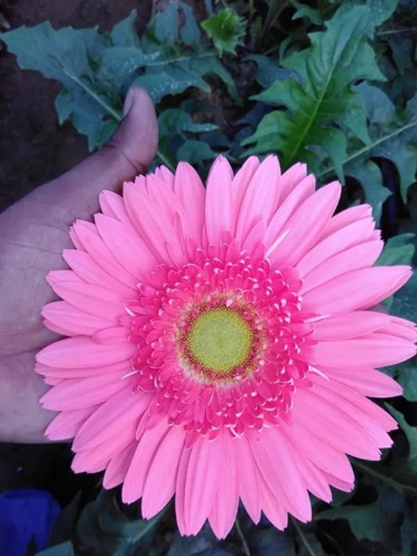 TISSUE_CULTURE_GERBERA_PLANT_2
