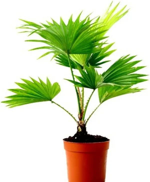 Table_Umbrella_Palm_Indoor_Plant
