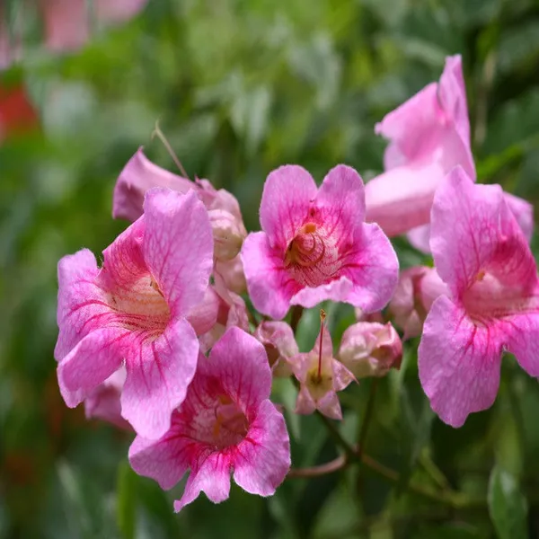 Tecoma_Climber_Pink_-Creepers_And_Climbers