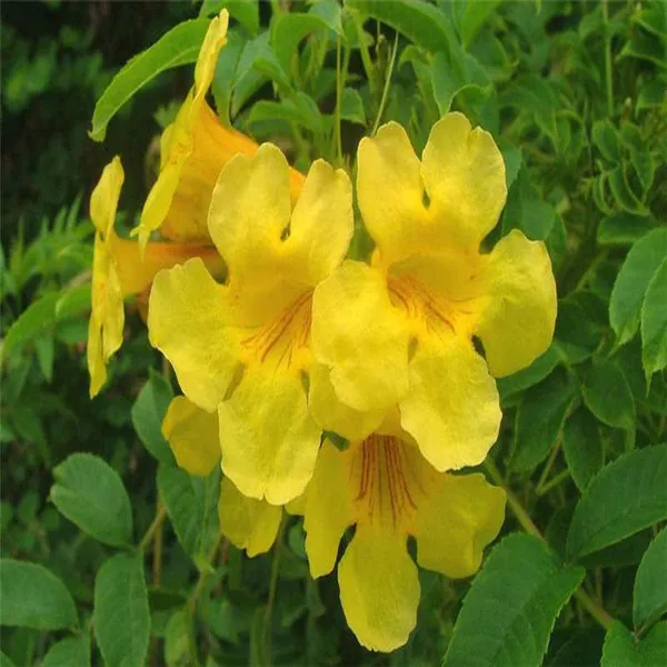 Tecoma_Gaudichaudi_Yellow_Flower_Plant