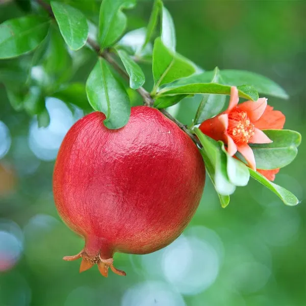 Texas_Pink_Pomegranate_Plant(1.5-3_Feet_Height_Pack_Of_1)