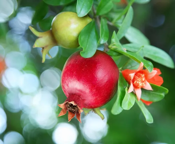 Texas_Pink_Pomegranate_Plant(1.5-3_Feet_Height_Pack_Of_1)