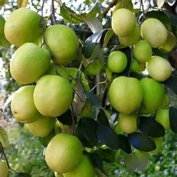 Thai_Verity_All_Time_Green_Apple_Ber_Plant_(1.5-2_Feet_Height_Pack_Of_1)