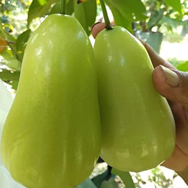 Thai_Verity_Green_Wax_Apple_Plant_(1.5-2_Feet_Height_Pack_Of_1)