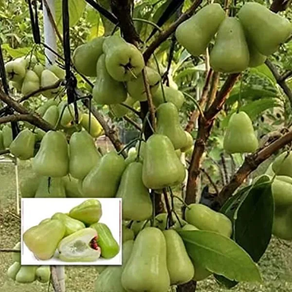 Thai_Verity_Green_Wax_Apple_Plant_(1.5-2_Feet_Height_Pack_Of_1)