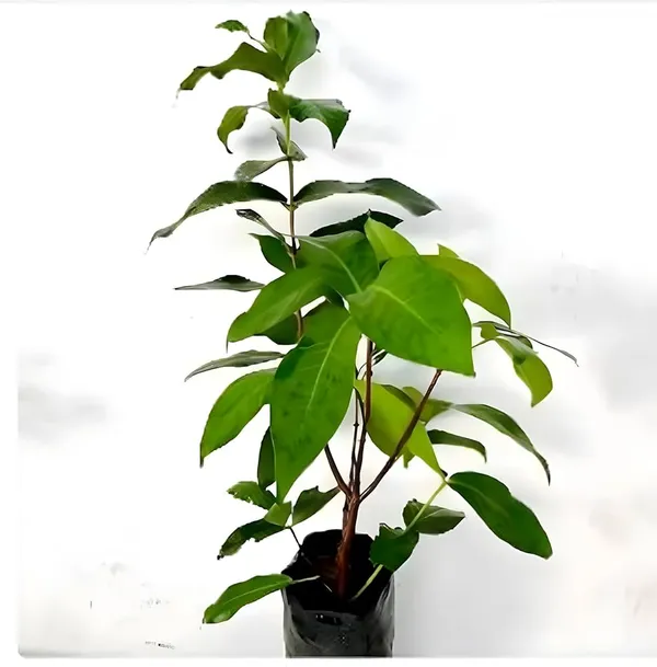 Thai_Verity_White_White_Wax_Apple_Plant_(1.5-3_Feet_Height_Pack_Of_1)