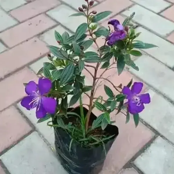 Tibouchina_Flower_Plant_(Tipu_China)