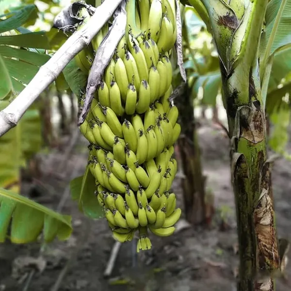Tissus_Culture_G9_Banana_Plant_(1.5-2_Feet_Height_Pack_Of_1)